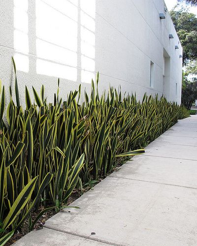 The snake plant in its linear gardens